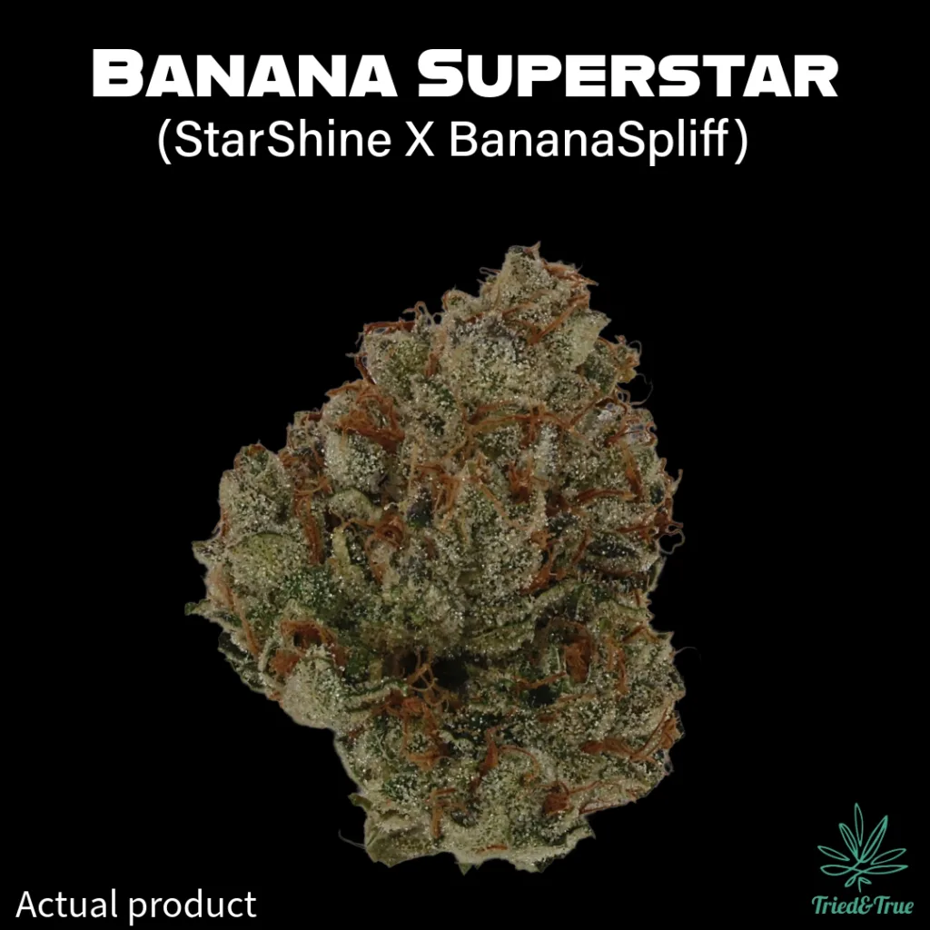 Close up of premium Banana Superstar medical cannabis flower cultivated by Tried & True in Southern Maine.
