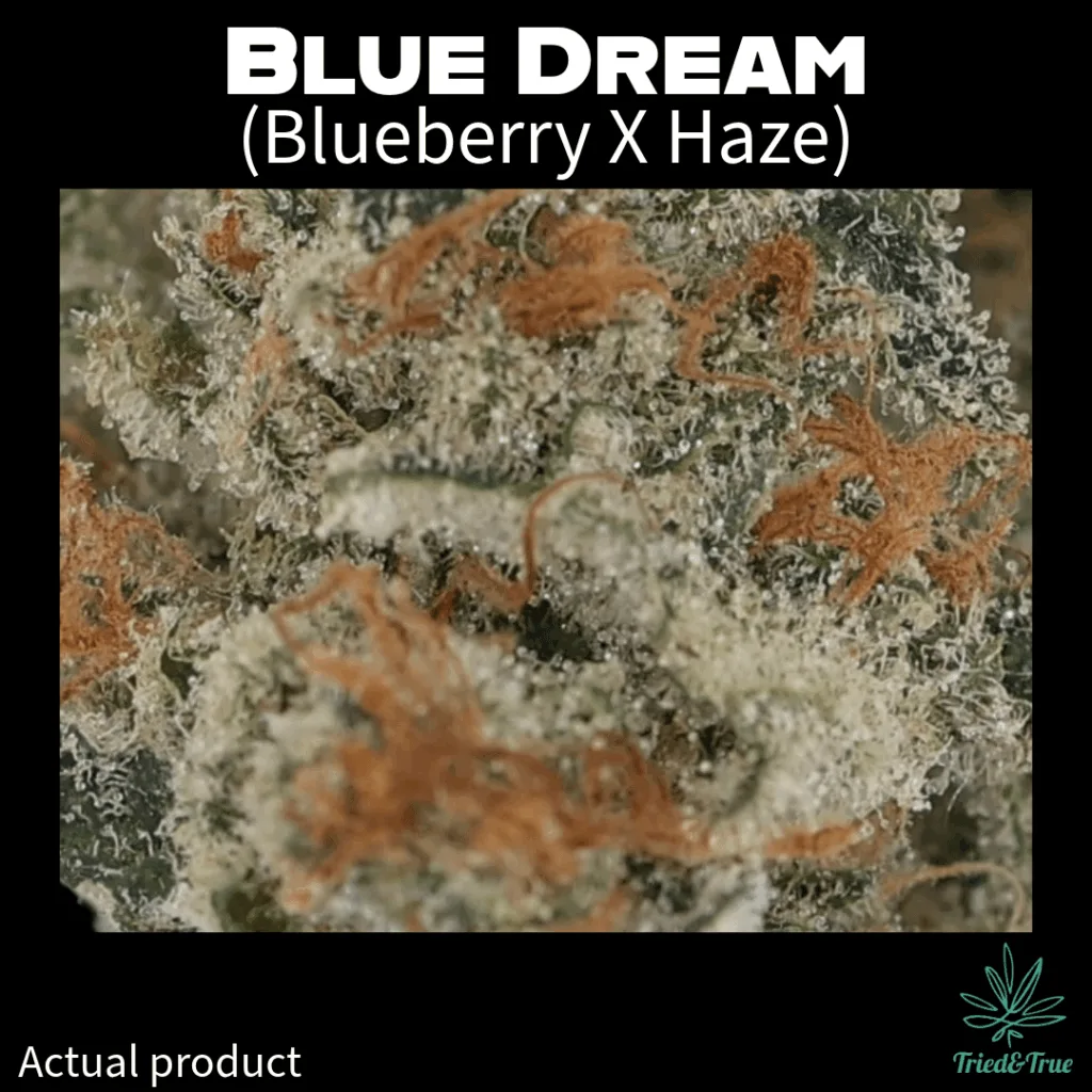blue-dream-trichomes-grow-room-tried-and-true.png Close up of Blue Dream trichomes in the Tried and True grow room