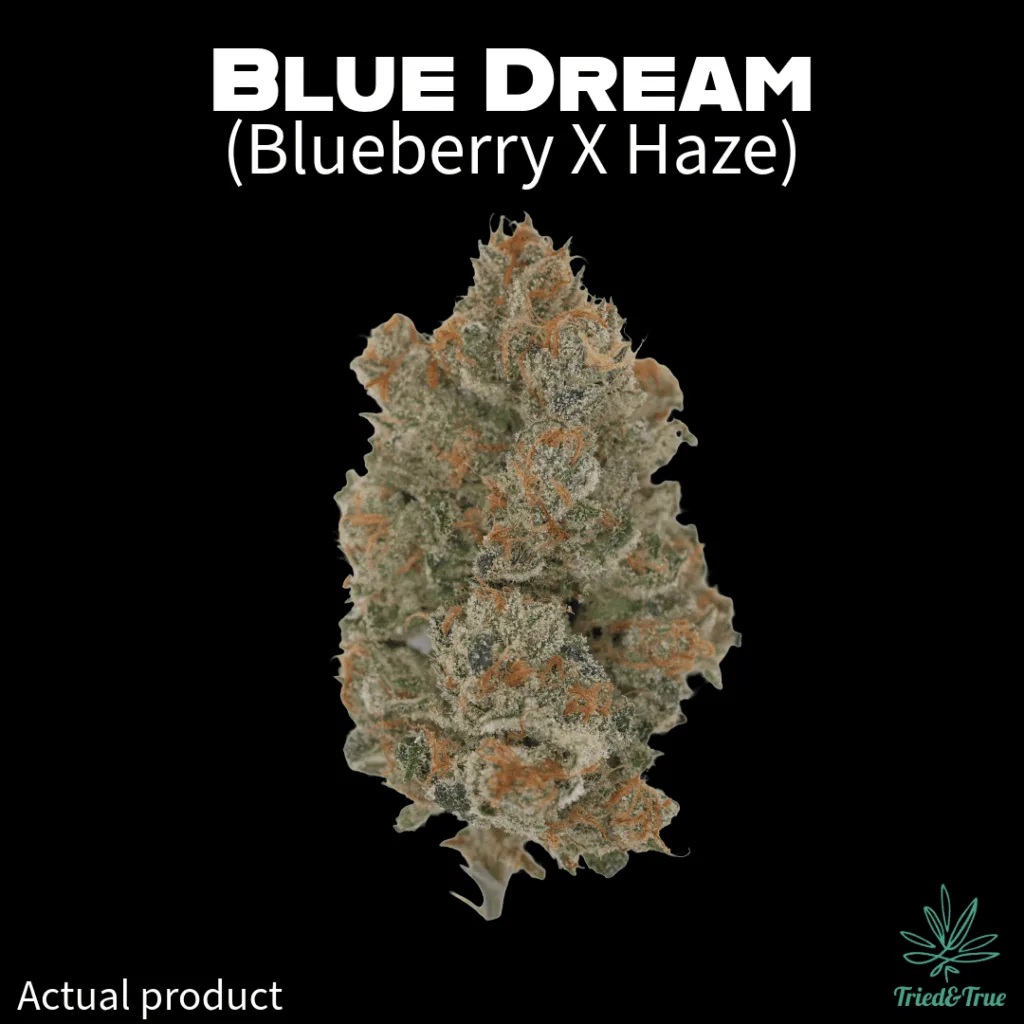 Blue Dream craft cannabis strain flower grown by Tried and True in Maine