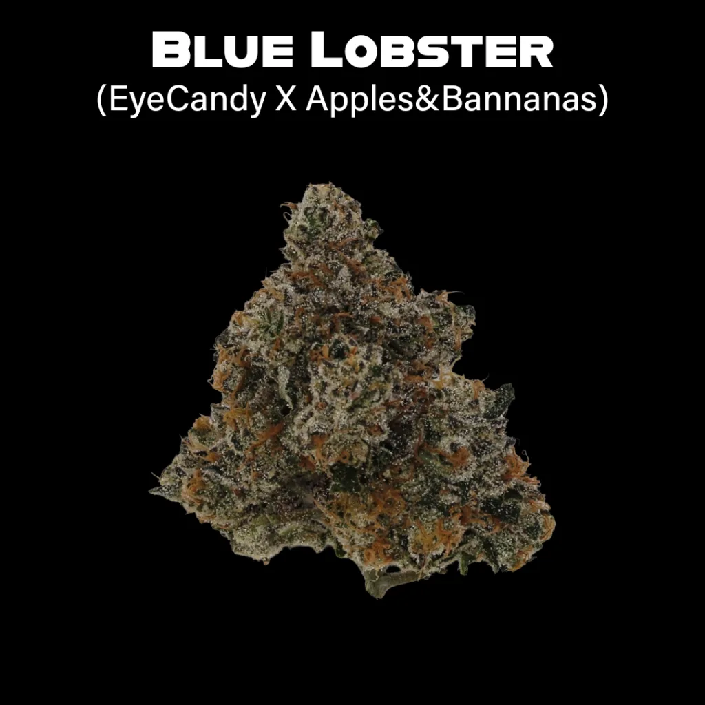 Premium Blue Lobster hybrid cannabis flower from Compound Genetics at Tried & True in Maine.